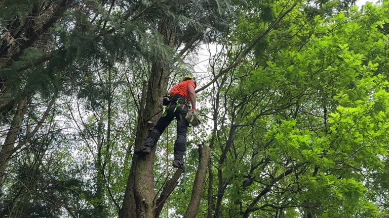 Best Tree Removal Services  in Amerin Nyon, CA